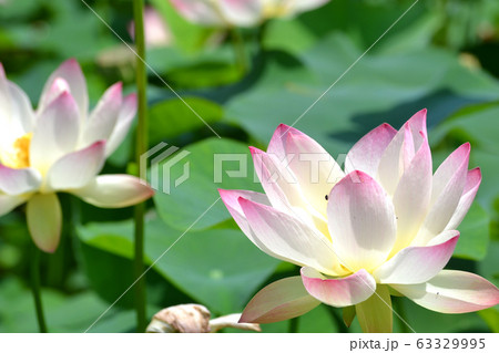 里山に咲く夏の花　蓮の花 63329995