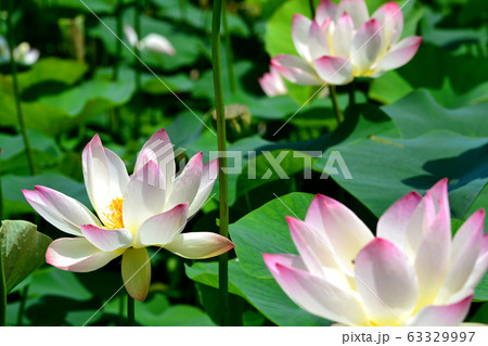 里山に咲く夏の花　蓮の花 63329997