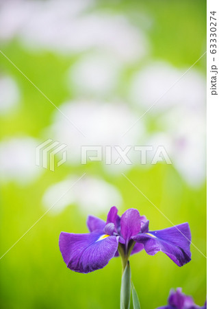 花しょうぶ 63330274
