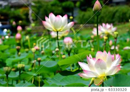 里山に咲く夏の花　蓮の花 63330320