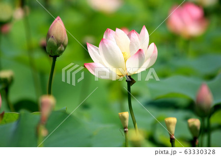 里山に咲く夏の花 蓮の花 里山に咲く夏の花 蓮の花 63330328