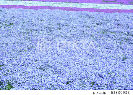 シバザクラ シバザクラ 63330938