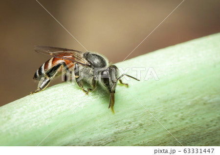 Image of bee hem or dwarf bee(Apis florea) Image of bee hem or dwarf bee(Apis florea) 63331447