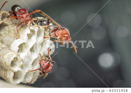 Image of Common Paper Wasp / Ropalidia fasciata Image of Common Paper Wasp / Ropalidia fasciata 63331458