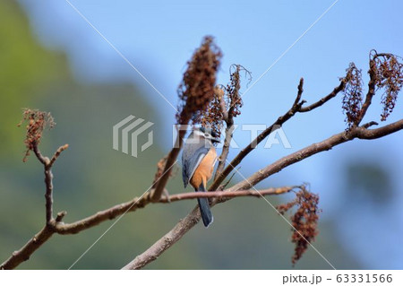 鳥 台湾 温帯 63331566