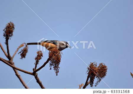 鳥 台湾 温帯 63331568