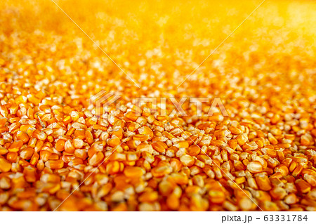 Raw sweet yellow corn with golden background Raw sweet yellow corn with golden background 63331784