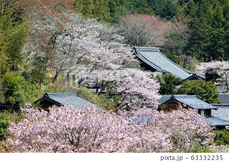 山里の桜 山里の桜 63332235