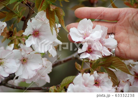 大輪の横輪桜 大輪の横輪桜 63332238
