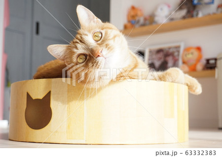 猫　見上げる 63332383