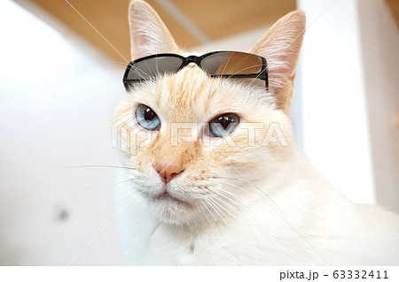 サングラスをかけた猫の写真素材