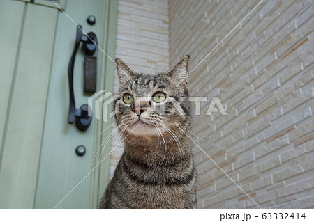 猫 見つめる 猫 見つめる 63332414