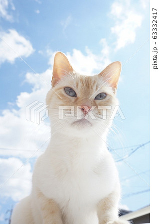 空と猫　笹かま猫 63332417