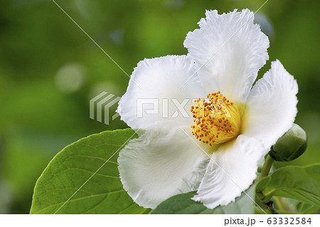 Shara Flowers Stock Photo