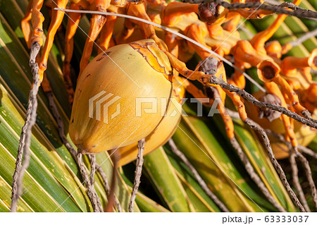 Yellow unripe coconuts over palm leaves, close-up 63333037