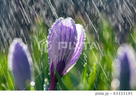 Beautiful spring crocus in the spring rain. Beautiful spring crocus in the spring rain. 63333195
