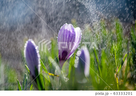 Beautiful spring crocus in the spring rain. Beautiful spring crocus in the spring rain. 63333201