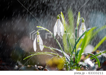 Close first spring flowers snowdrops with rain 63333211