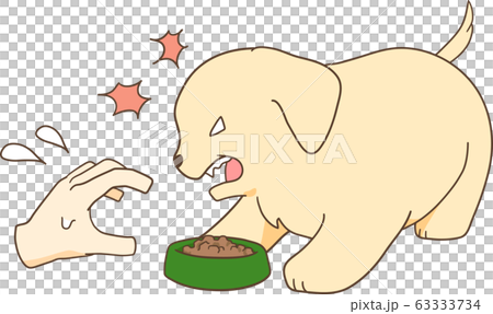 ゴールデンレトリバーの子犬（餌に近づく手を威嚇する） 63333734