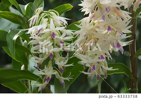 デンドロビウム 63333738