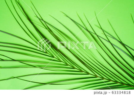 Tropical palm leaves on green background 63334818