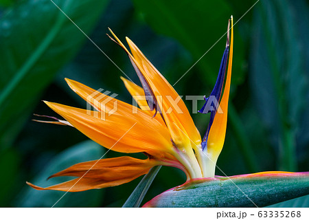 極楽鳥花の写真素材