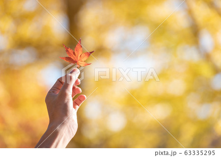 Selective hand holding maple leaf on colorful maple leaves nature background in autumn season with copy space Selective hand holding maple leaf on colorful maple leaves nature background in autumn season with copy space 63335295