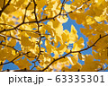 Beautiful yellow ginko leaves in autumn with blue sky background Beautiful yellow ginko leaves in autumn with blue sky background 63335301