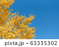 Beautiful yellow ginko leaves in autumn with blue sky background Beautiful yellow ginko leaves in autumn with blue sky background 63335302