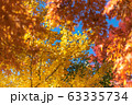 Colorful maple leaves autumn season on nature background Colorful maple leaves autumn season on nature background 63335734