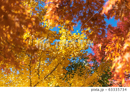 Colorful maple leaves autumn season on nature background 63335734