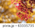 Colorful maple leaves autumn season on nature background Colorful maple leaves autumn season on nature background 63335735