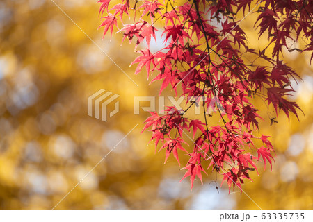 Colorful maple leaves autumn season on nature background 63335735
