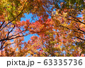 Colorful maple leaves autumn season on nature background Colorful maple leaves autumn season on nature background 63335736
