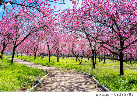 古河総合公園　桃まつり 63335795