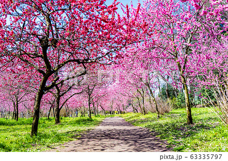 古河総合公園　桃まつり 63335797