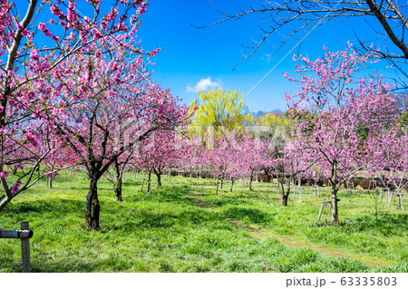 古河総合公園　桃まつり 63335803