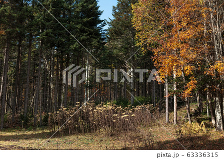 日本・北海道東部の国立公園、紅葉した林道 63336315
