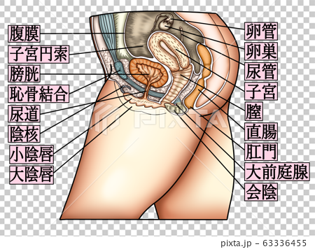 女性生殖器結構圖與字母 插圖素材 圖庫