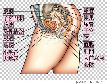 女性生殖器構造イラスト文字付きのイラスト素材