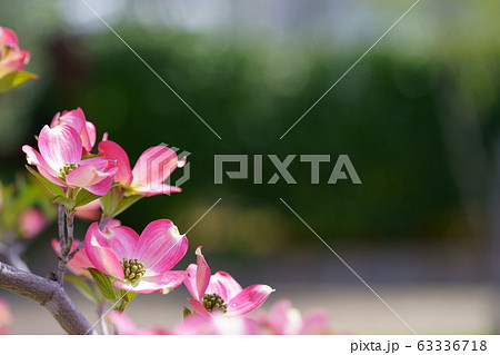 可愛いはなみずきー６ 63336718