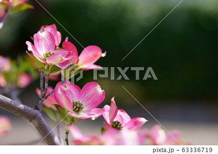 可愛いはなみずきー7 可愛いはなみずきー7 63336719