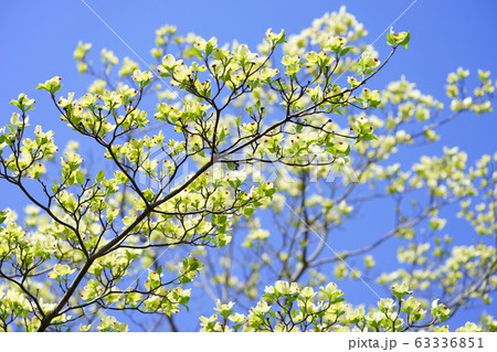さわやかな青空背景はなみずき１の写真素材
