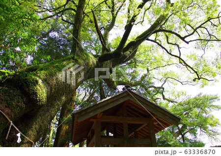 尾鷲市曽根町　飛鳥神社 63336870