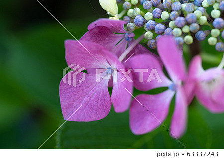初夏のアジサイ、ウィンドミル 63337243