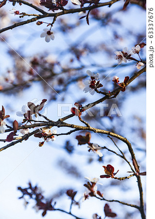 Flowering tree branch in spring. Flowering tree branch in spring. 63337676