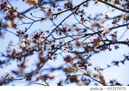 Flowering tree branch in spring. Flowering tree branch in spring. 63337678