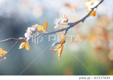 Flowering tree branch in spring. Flowering tree branch in spring. 63337694