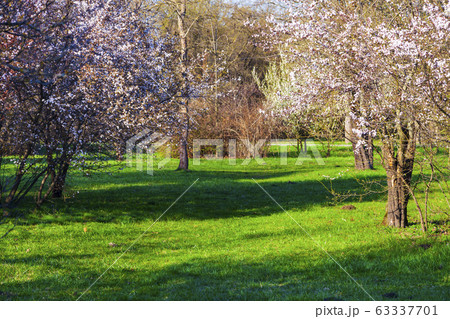 Lawn and blooming cherries in the park. Lawn and blooming cherries in the park. 63337701