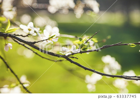 Flowering tree branch in spring. 63337745